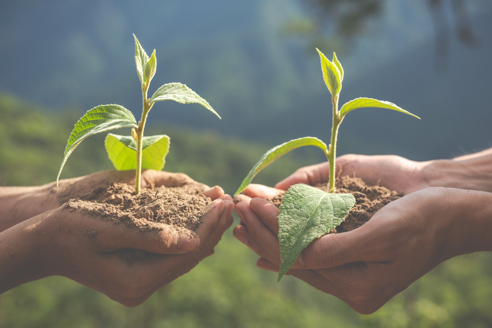 Commitment - Environmental Impact